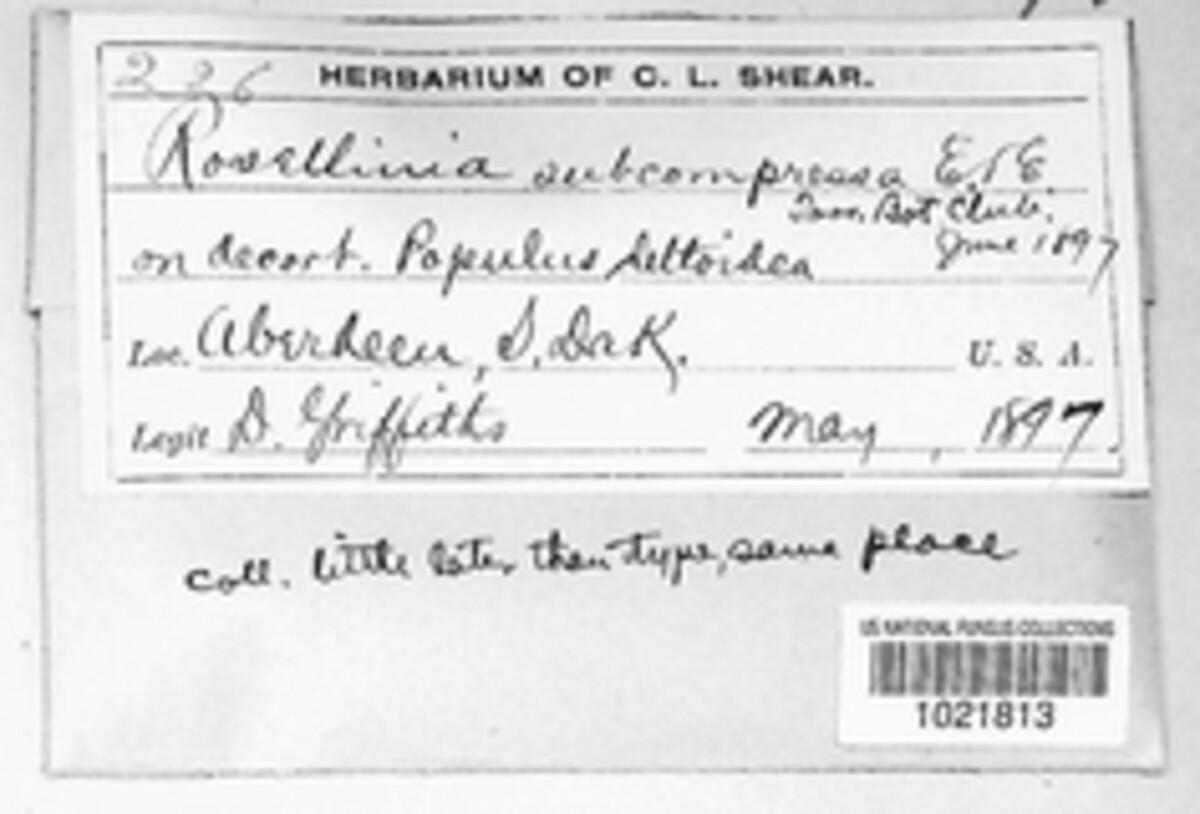 Rosellinia subcompressa image